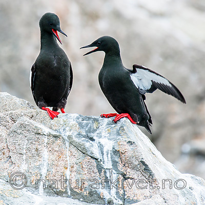 BB 15 0476 / Cepphus grylle / Teist